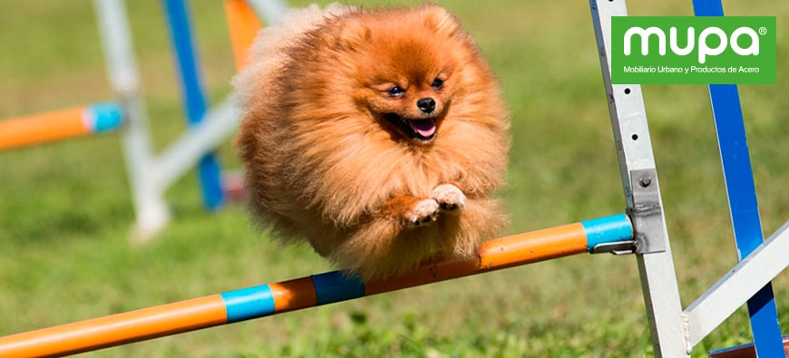 Importancia de los Circuitos Caninos