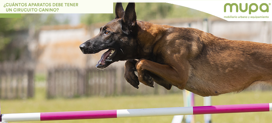 ¿Cuántos aparatos debe tener un Circuito Canino?