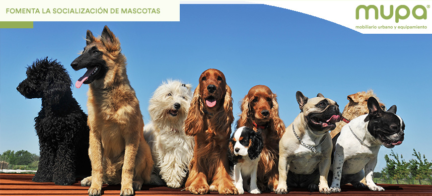 Circuitos Caninos que Fomentan la Socialización de las Mascotas