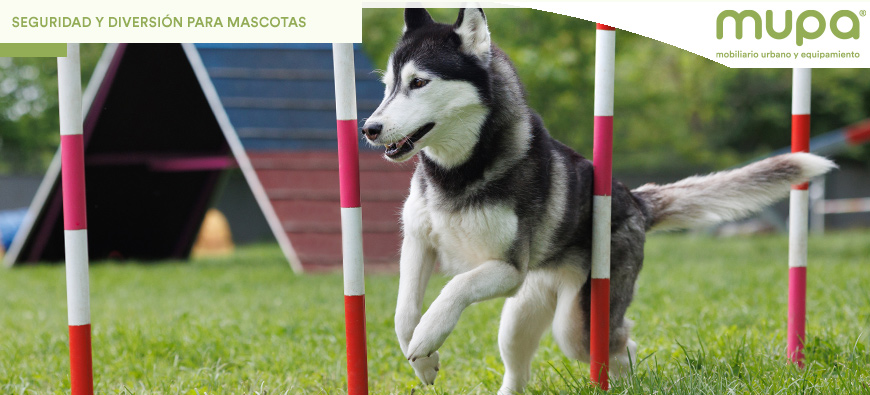 Circuitos Caninos, Claves para la Seguridad y Diversión de las Mascotas