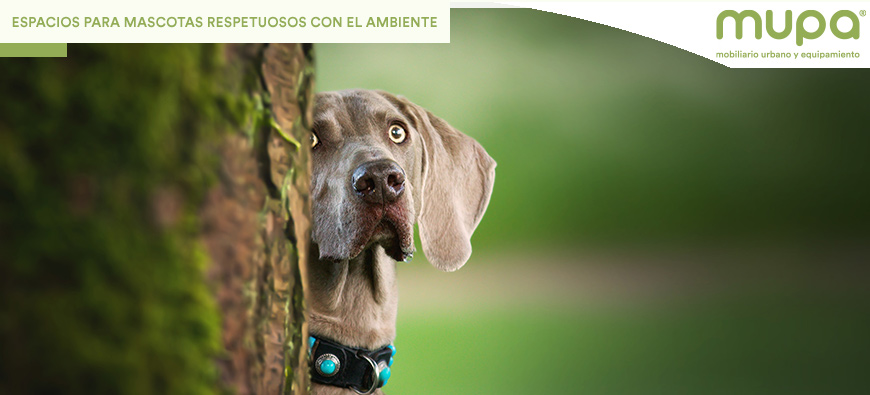 Circuitos Caninos Sustentables: Cómo Crear Espacios para Mascotas que Respeten el Medio Ambiente